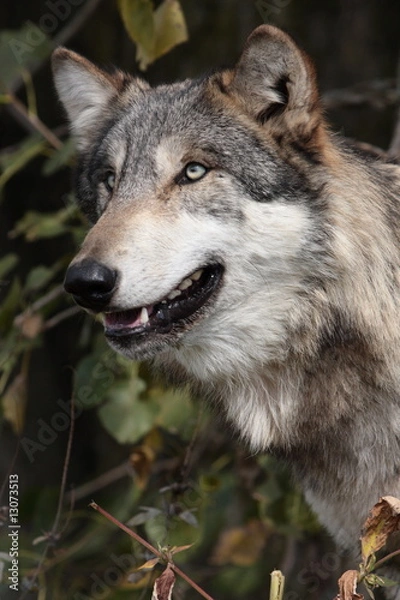 Fototapeta Gray Wolf (Canis Lupus)