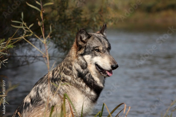 Obraz Gray Wolf (Canis Lupus)