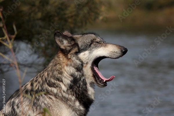 Obraz Gray Wolf (Canis Lupus)
