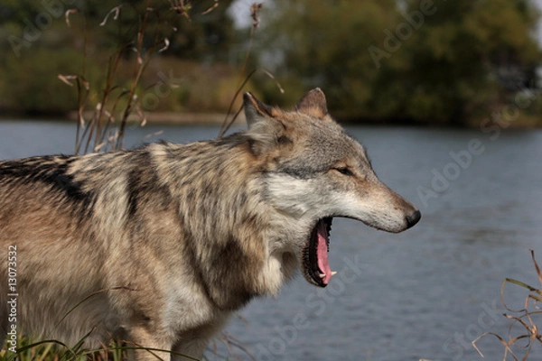Obraz Gray Wolf (Canis Lupus)