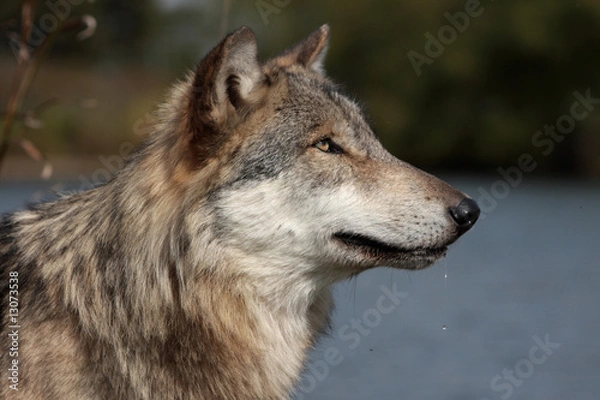 Obraz Gray Wolf (Canis Lupus)
