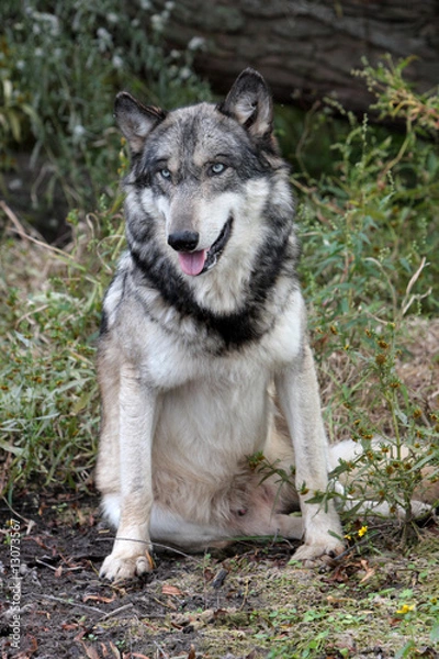 Obraz Gray Wolf (Canis Lupus)