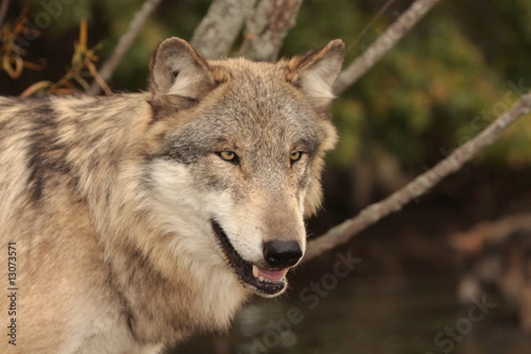 Obraz Gray Wolf (Canis Lupus)