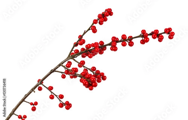 Obraz branch with red berries