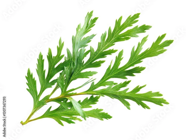 Obraz Isolated Mugwort Leaves