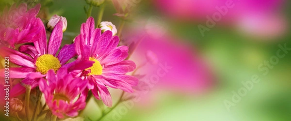 Obraz Spring background with flower