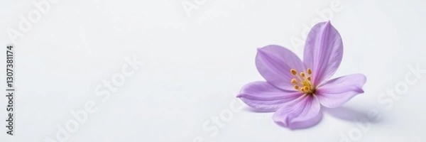 Obraz A delicate purple flower isolated on a plain surface, simple, white