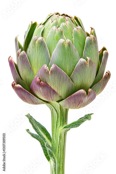 Fototapeta Isolated Single Artichoke