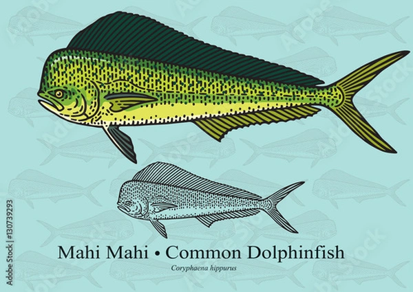 Fototapeta Mahi Mahi, delfin zwyczajny. Ilustracja wektorowa dla grafiki w małych rozmiarach. Nadaje się do projektowania graficznego i projektowania opakowań, przykładów edukacyjnych, stron internetowych itp.