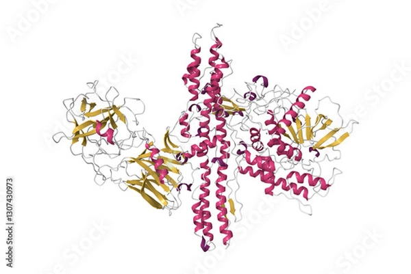 Obraz Structure of botulinum neurotoxin serotype A, 3D cartoon model isolated, secondary structure color scheme, PDB 3bta
