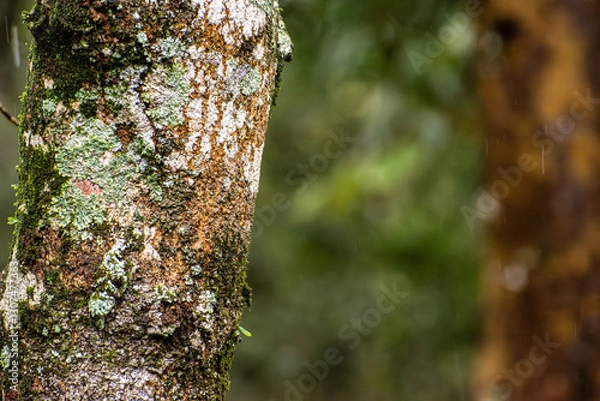 Fototapeta tree trunk