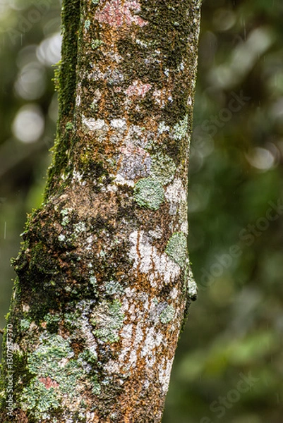 Fototapeta tree trunk