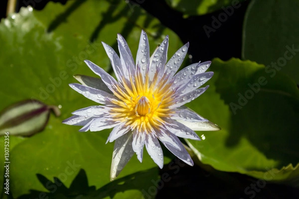 Fototapeta Лилия