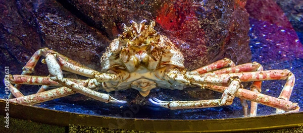 Fototapeta Краб
