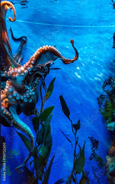 Fototapeta Осьминог