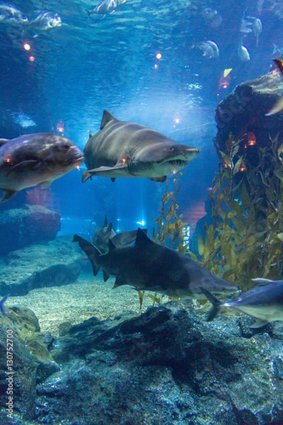 Fototapeta Аквариум