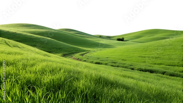 Obraz Lush Green Grassland – Isolated Rolling Hills Landscape