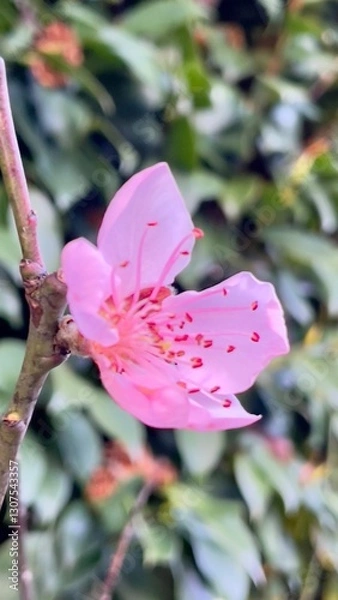 Obraz pink rose petals