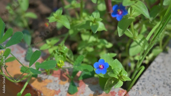 Fototapeta Bright blue flowers with red centers and green leaves grow in a garden setting, bordered by a concrete edge and brick surface.
