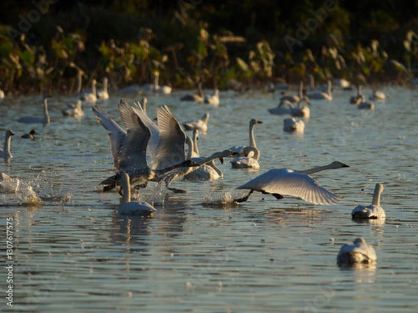 Obraz 湖面を駆け抜ける白鳥