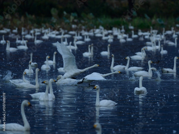 Obraz 群れの中を駆け抜ける白鳥