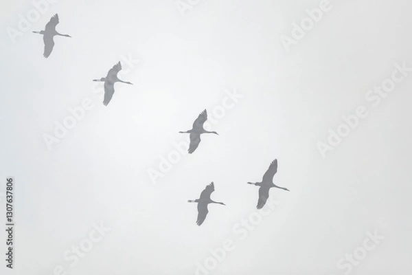 Fototapeta A flock of common cranes (Grus grus) flying in formation through a misty sky in Monfragüe, Extremadura, Spain. A serene and minimalist wildlife scene.
