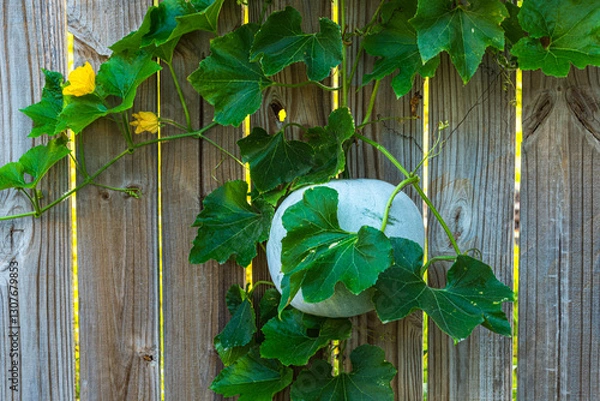Obraz green leaves on wooden background