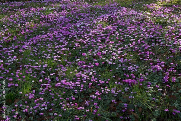 Obraz Miniature winter flowering cyclamen