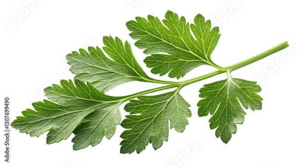 Fototapeta Fresh Parsley Sprig High-Resolution Image Isolated on Transparent Background, Herb, Culinary, , Parsley, Food, Ingredient