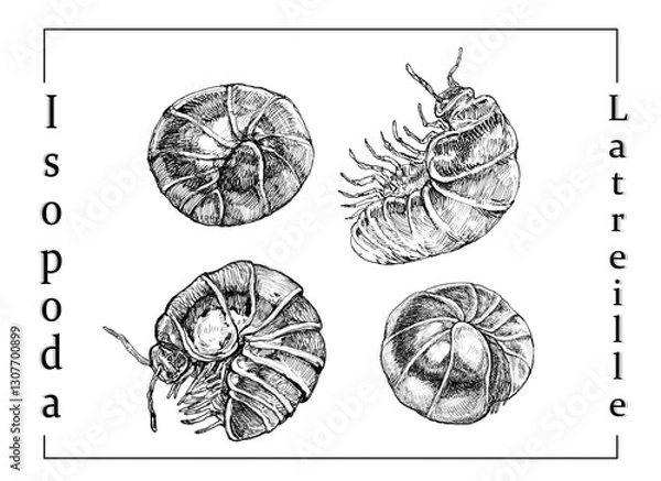 Fototapeta PNG Hand drawn ink illustrations showcasing four distinct isopod species with intricate details
