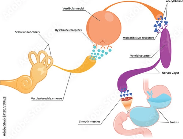 Obraz Motion sickness schematic illustration. What are the causes of motion sickness​