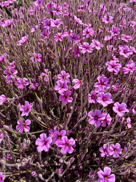Obraz A close up on purple flower called Giant herb-robert