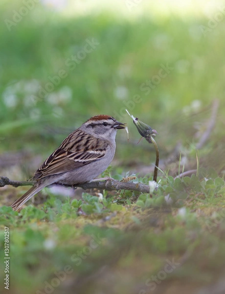 Fototapeta Chipping Sparrow perched