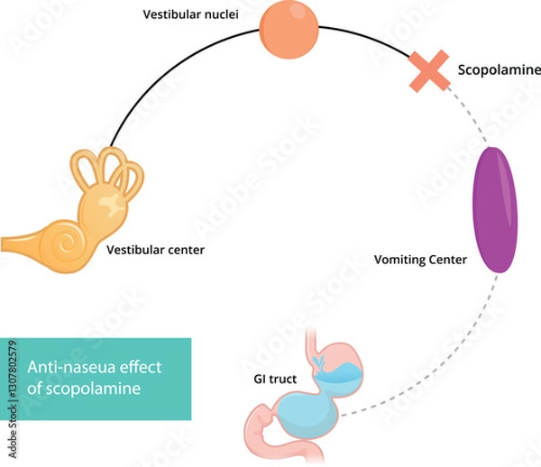 Obraz Scopolamine mechanism of action. Schematic illustration of scopolamine action