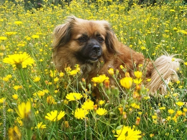 Obraz perro en el campo 