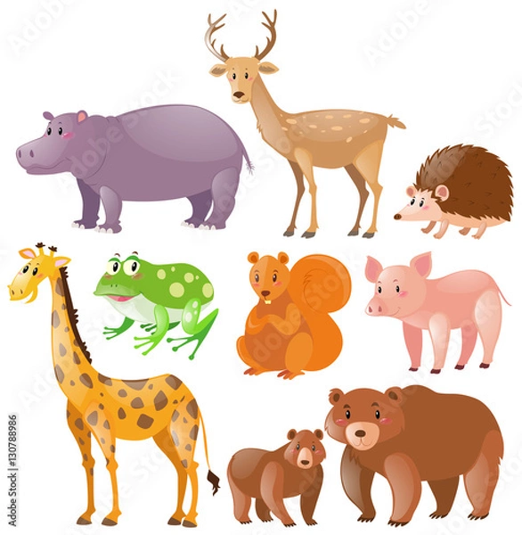 Fototapeta Different kinds of wild animals