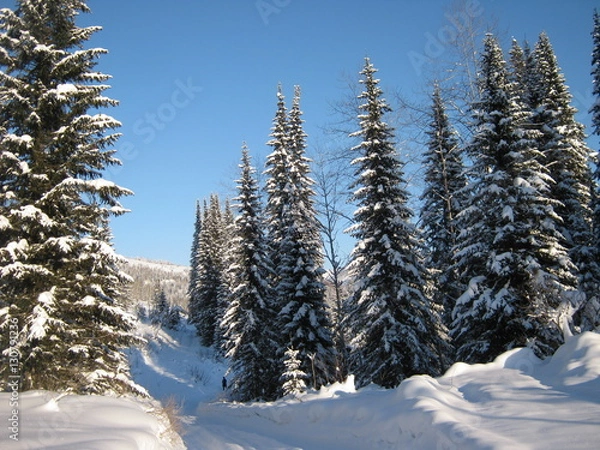 Fototapeta Зимний лес в Восточном Казахстане.