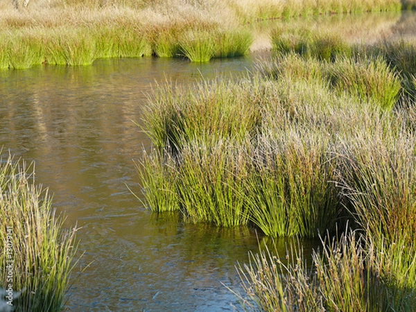 Obraz river with vegetation