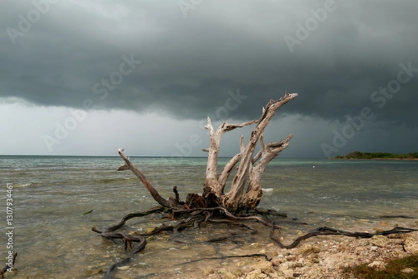 Fototapeta Storm cloud remnants of Hurricane Milton roll in over the Florida Keys as a lone dead tree and it's root system sits in the shallow waters at the southwest end of the 7-mile bridge