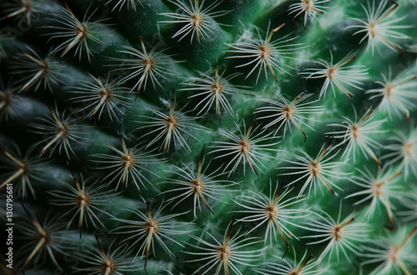 Fototapeta Cactus thorn pattern
