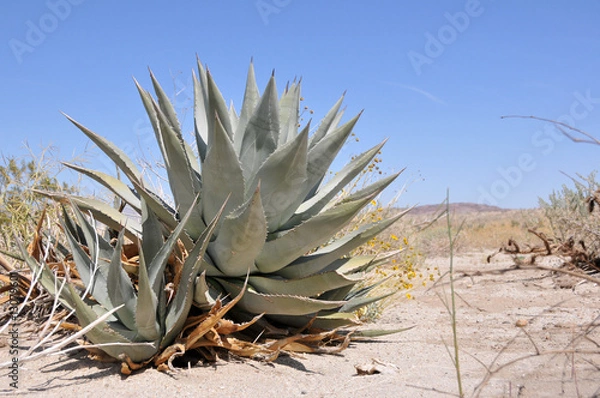 Obraz agave on a desert