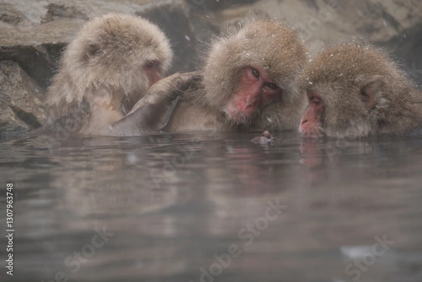 Obraz Snow monkey, Japanese macaque, primate