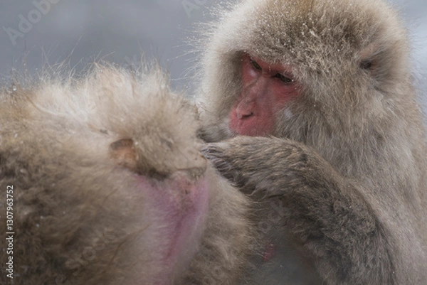Obraz Snow monkey, Japanese macaque, primate