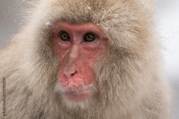 Obraz Snow monkey, Japanese macaque, primate