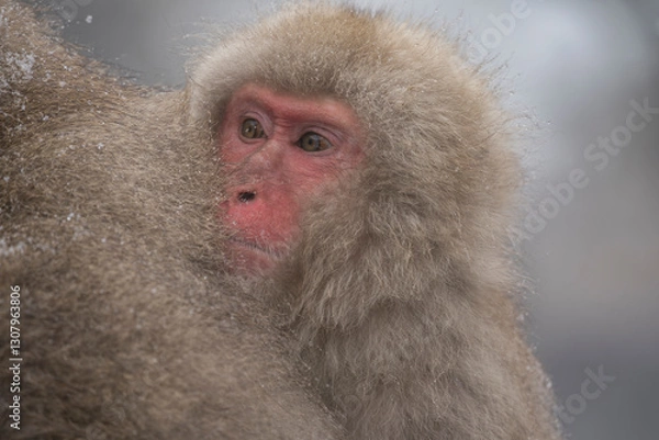 Obraz Snow monkey, Japanese macaque, primate