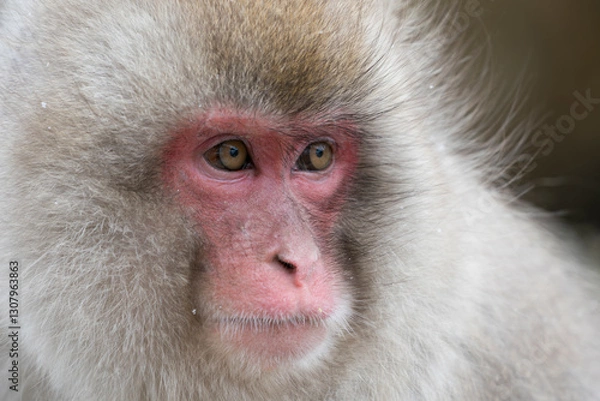 Obraz Snow monkey, Japanese macaque, primate