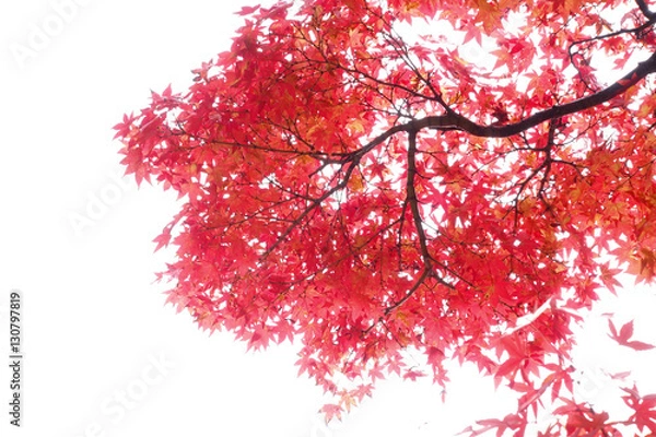 Fototapeta Japanese Red Autumn maple tree leaves (Acer palmatum) Isolated o