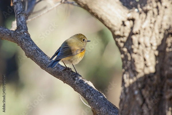 Obraz Red-flanked Bluetail bird