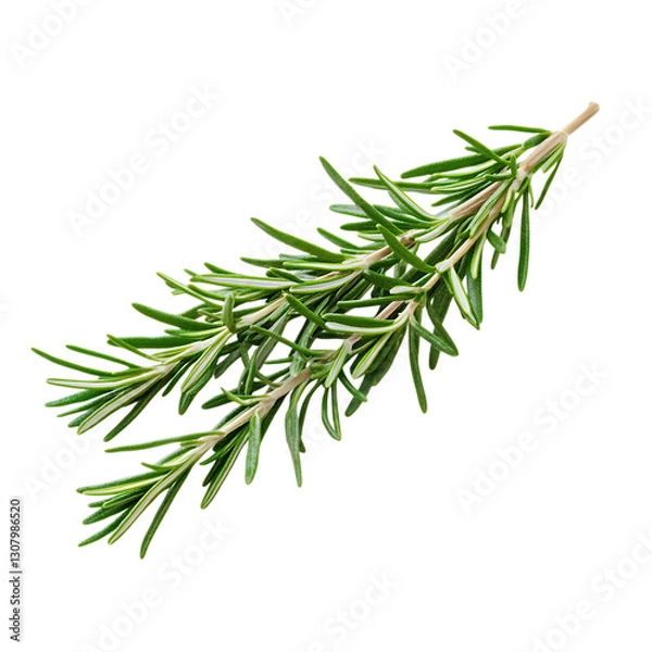 Obraz A sprig of fresh rosemary isolated on white