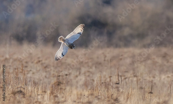 Obraz Short eared owl